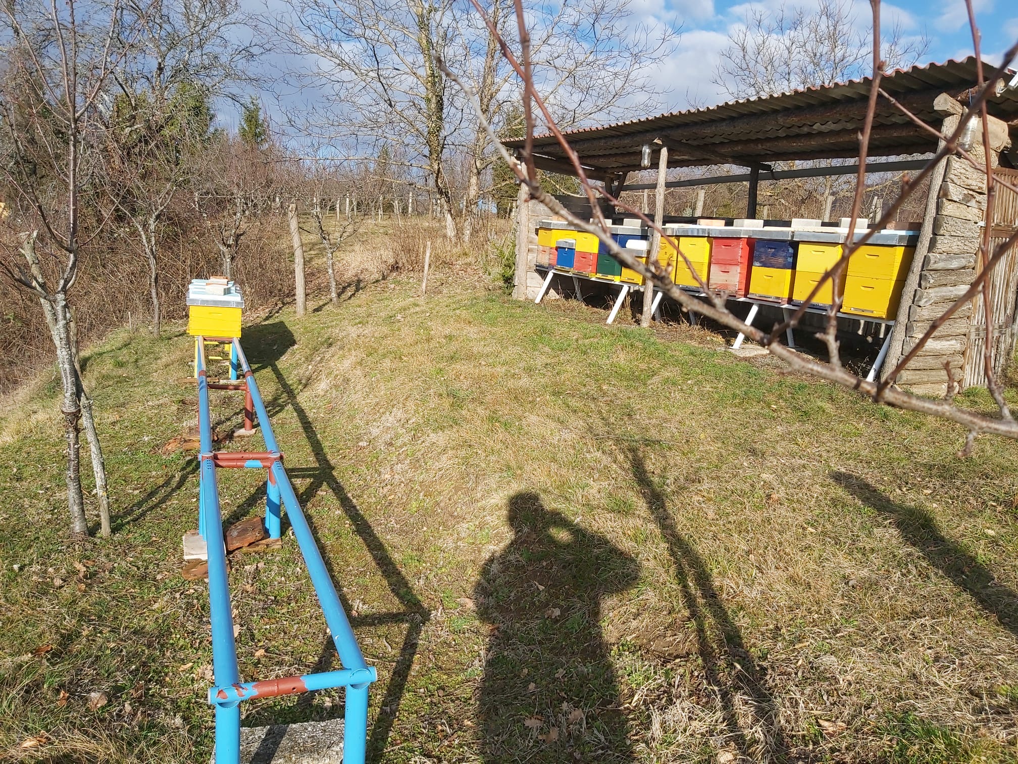 Goljak